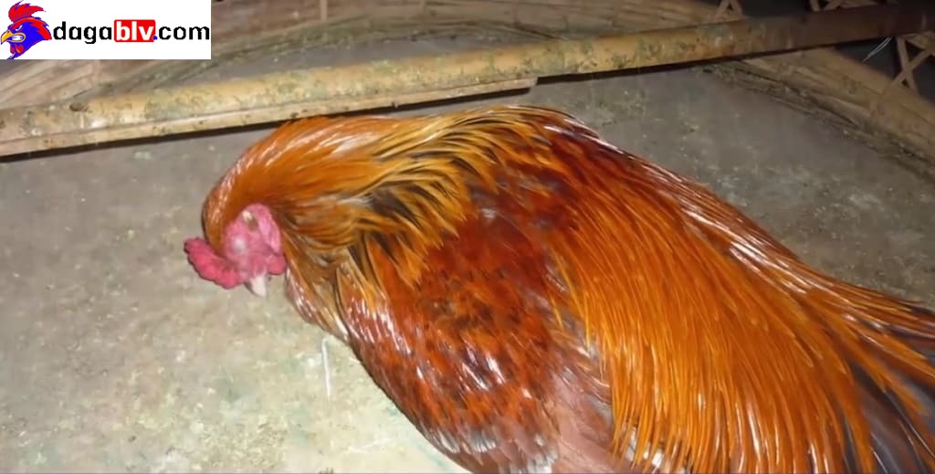 Dòng gà linh kê dị tướng quý hiếm 