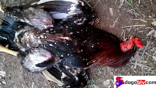 Đặc điểm nhận biết của dòng linh kê tử mị