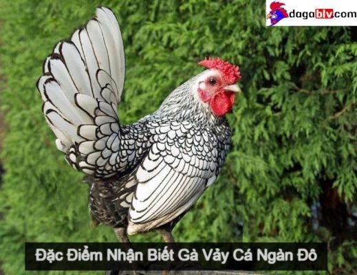 Gà Vảy Cá