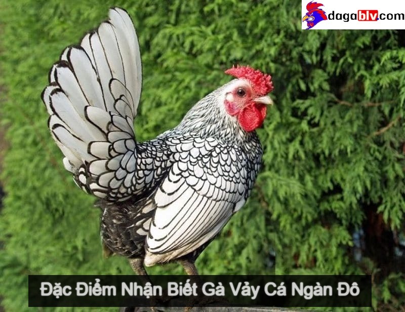 GÀ VẢY CÁ - ĐẶC ĐIỂM NHẬN BIẾT CỦA GIỐNG GÀ MỸ KÊ NGÀN ĐÔ 1 GÀ VẢY CÁ - ĐẶC ĐIỂM NHẬN BIẾT CỦA GIỐNG GÀ MỸ KÊ NGÀN ĐÔ Dòng gà vảy cá - mỹ kê ngàn đô
