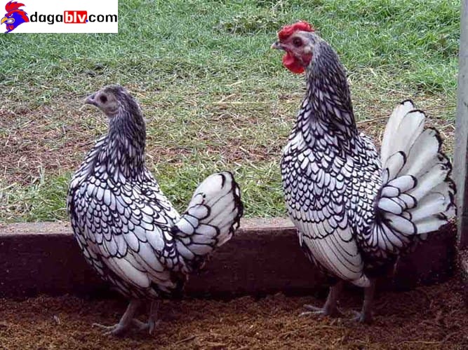 GÀ VẢY CÁ - ĐẶC ĐIỂM NHẬN BIẾT CỦA GIỐNG GÀ MỸ KÊ NGÀN ĐÔ 8 GÀ VẢY CÁ - ĐẶC ĐIỂM NHẬN BIẾT CỦA GIỐNG GÀ MỸ KÊ NGÀN ĐÔ Giá bán của giống gà mỹ kê