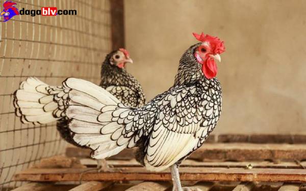 GÀ VẢY CÁ - ĐẶC ĐIỂM NHẬN BIẾT CỦA GIỐNG GÀ MỸ KÊ NGÀN ĐÔ 9 GÀ VẢY CÁ - ĐẶC ĐIỂM NHẬN BIẾT CỦA GIỐNG GÀ MỸ KÊ NGÀN ĐÔ Gà vảy cá Chợ Tốt