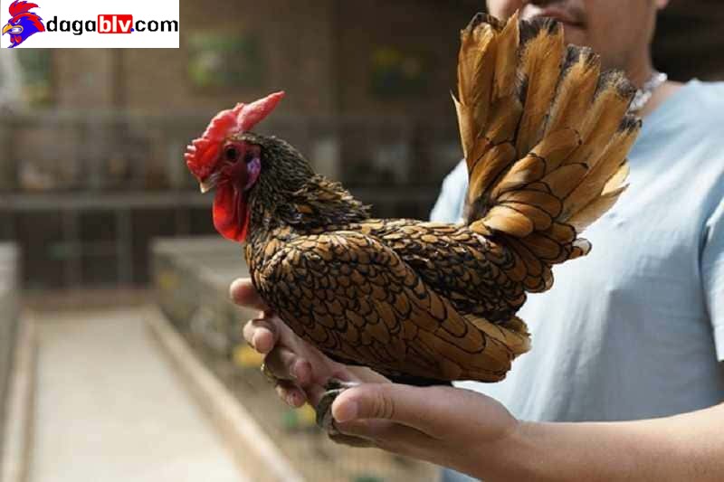 GÀ VẢY CÁ - ĐẶC ĐIỂM NHẬN BIẾT CỦA GIỐNG GÀ MỸ KÊ NGÀN ĐÔ 5 GÀ VẢY CÁ - ĐẶC ĐIỂM NHẬN BIẾT CỦA GIỐNG GÀ MỸ KÊ NGÀN ĐÔ Đặc điểm nổi bật của dòng gà vảy cá