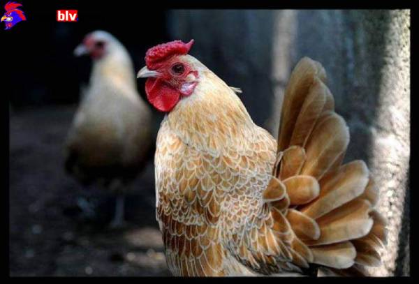 GÀ VẢY CÁ - ĐẶC ĐIỂM NHẬN BIẾT CỦA GIỐNG GÀ MỸ KÊ NGÀN ĐÔ 6 GÀ VẢY CÁ - ĐẶC ĐIỂM NHẬN BIẾT CỦA GIỐNG GÀ MỸ KÊ NGÀN ĐÔ Cách nuôi gà vảy cá đúng chuẩn