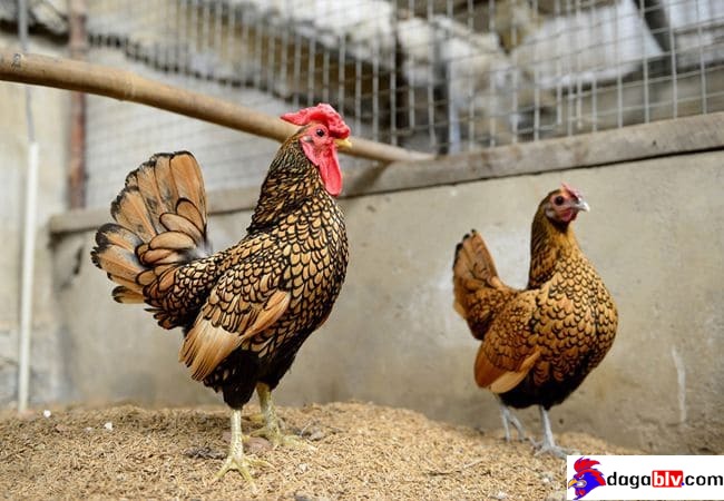 GÀ VẢY CÁ - ĐẶC ĐIỂM NHẬN BIẾT CỦA GIỐNG GÀ MỸ KÊ NGÀN ĐÔ 7 GÀ VẢY CÁ - ĐẶC ĐIỂM NHẬN BIẾT CỦA GIỐNG GÀ MỸ KÊ NGÀN ĐÔ Cách chăm sóc và nuôi dưỡng giống mỹ kê