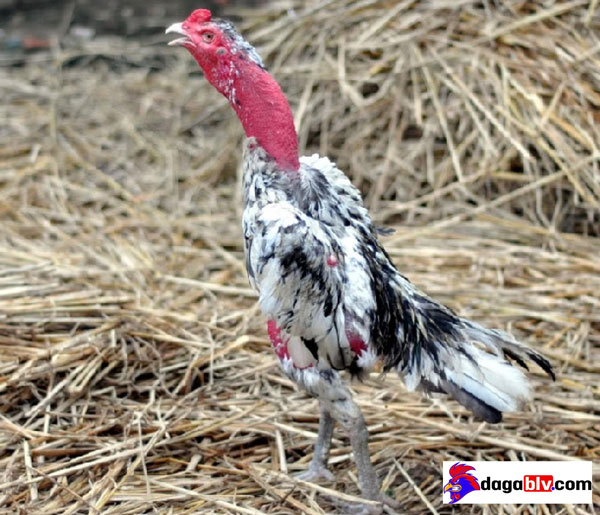 Bí quyết tỉa lông gà chọi đẹp chuẩn như "soái ca" 2 Bí quyết tỉa lông gà chọi đẹp chuẩn như "soái ca" Kiểu cắt lông gà chọi đẹp