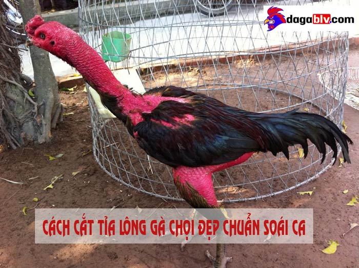 Bí quyết tỉa lông gà chọi đẹp chuẩn như "soái ca" 1 Bí quyết tỉa lông gà chọi đẹp chuẩn như "soái ca" lông gà chọi đẹp