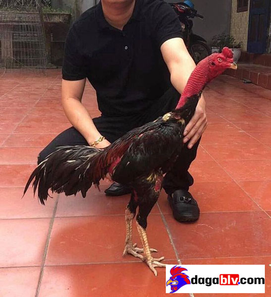 Bí quyết tỉa lông gà chọi đẹp chuẩn như "soái ca" 5 Bí quyết tỉa lông gà chọi đẹp chuẩn như "soái ca" cắt lông gà chọi đẹp nhất