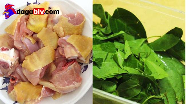 Phương pháp nấu gà lá giang xuất sắc 2 Phương pháp nấu gà lá giang xuất sắc Sơ chế cách nấu lẩu gà lá giang măng chua