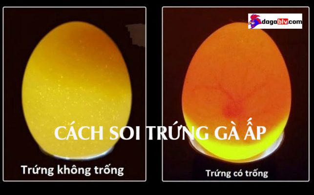 soi trứng gà