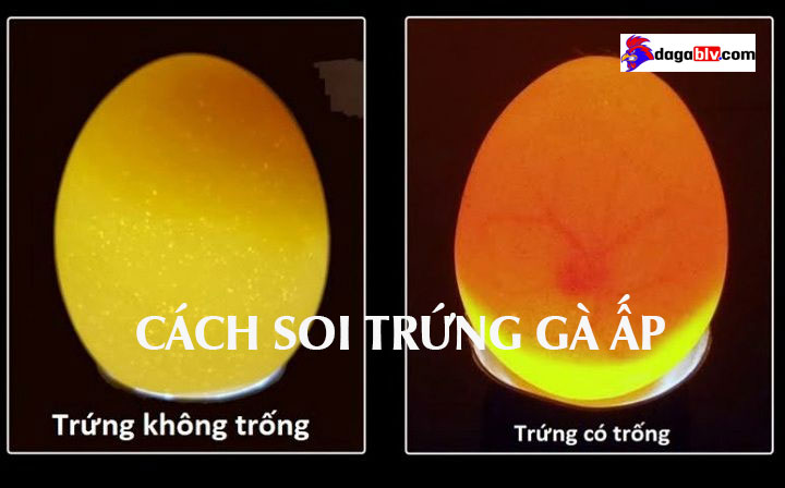 Kỹ thuật soi trứng gà siêu đỉnh - Biết ngay đâu là trứng hỏng 1 Kỹ thuật soi trứng gà siêu đỉnh - Biết ngay đâu là trứng hỏng Lý do cần phải soi trứng