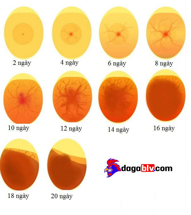 Kỹ thuật soi trứng gà siêu đỉnh - Biết ngay đâu là trứng hỏng 2 Kỹ thuật soi trứng gà siêu đỉnh - Biết ngay đâu là trứng hỏng Gà ấp bao nhiêu ngày thì soi trứng