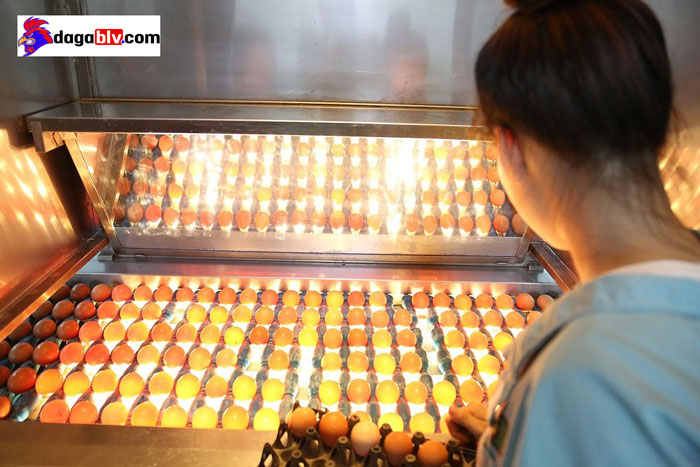 Kỹ thuật soi trứng gà siêu đỉnh - Biết ngay đâu là trứng hỏng 5 Kỹ thuật soi trứng gà siêu đỉnh - Biết ngay đâu là trứng hỏng Soi trứng gà bằng máy
