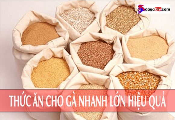 thức ăn cho gà nhanh lớn