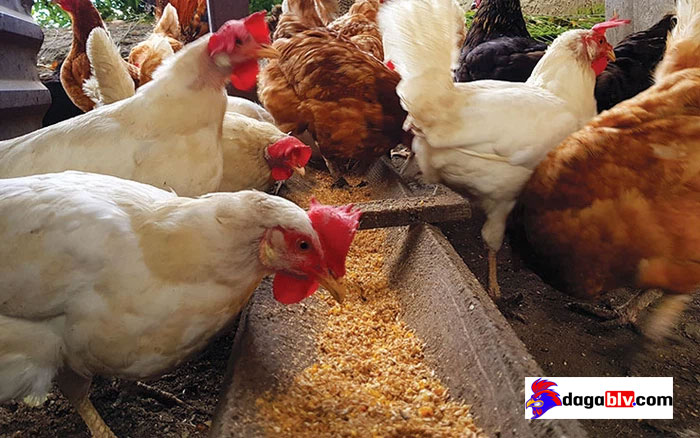 Nhóm thức ăn cho gà nhanh lớn