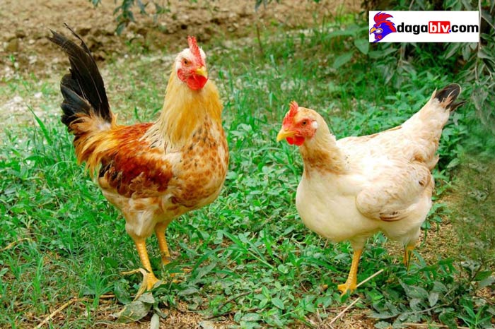 Thức ăn cho gà thịt mau lớn