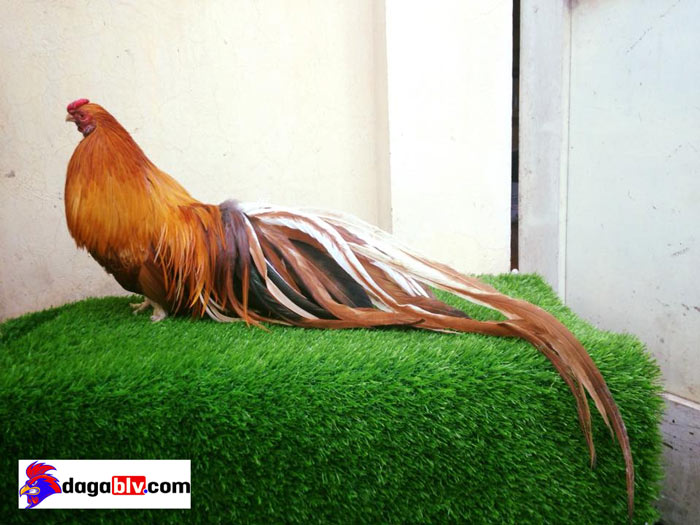Tuổi thọ của gà tre Tân Châu