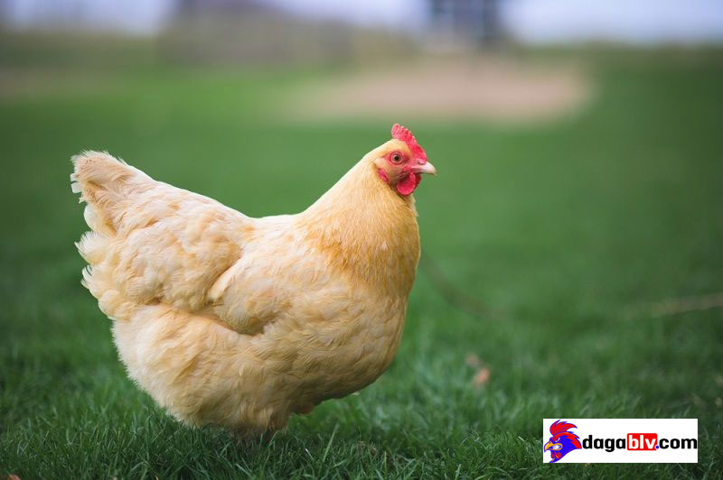 Tuổi thọ của gà đẻ trứng