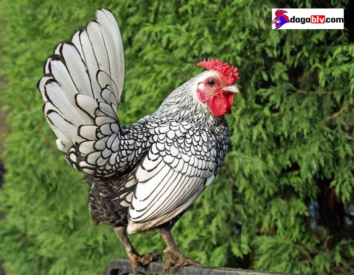 Một vài nguyên nhân ảnh hưởng đến tuổi thọ của gà