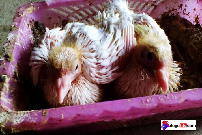 công dụng của bồ câu ra ràng