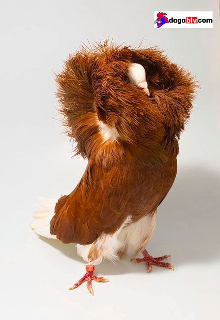 bồ câu jacobin