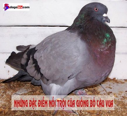 bồ câu vua