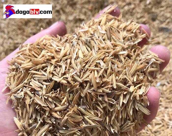 Cách Ấp Trứng Gà Bằng Trấu Tuy Dễ Mà Khó!!! 3 Cách Ấp Trứng Gà Bằng Trấu Tuy Dễ Mà Khó!!! trấu