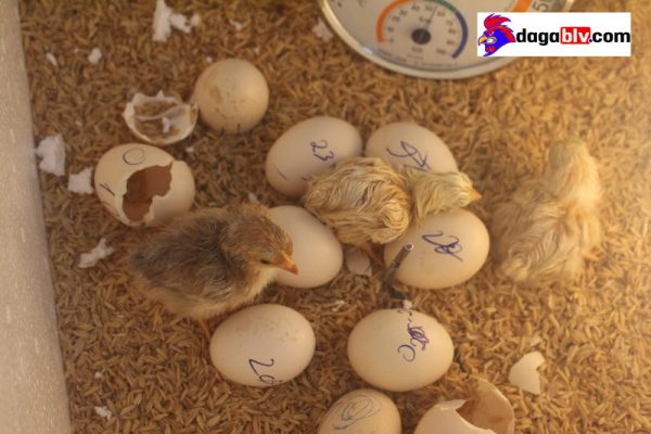 cách ấp trứng gà không cần gà mẹ