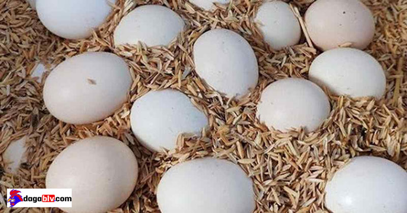 Cách Ấp Trứng Gà Bằng Trấu Tuy Dễ Mà Khó!!! 5 Cách Ấp Trứng Gà Bằng Trấu Tuy Dễ Mà Khó!!! cách ấp trứng gà tại nhà