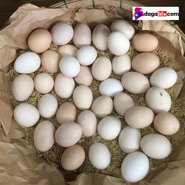 Cách Ấp Trứng Gà Bằng Trấu Tuy Dễ Mà Khó!!! 2 Cách Ấp Trứng Gà Bằng Trấu Tuy Dễ Mà Khó!!! kỹ thuật ấp trứng gà