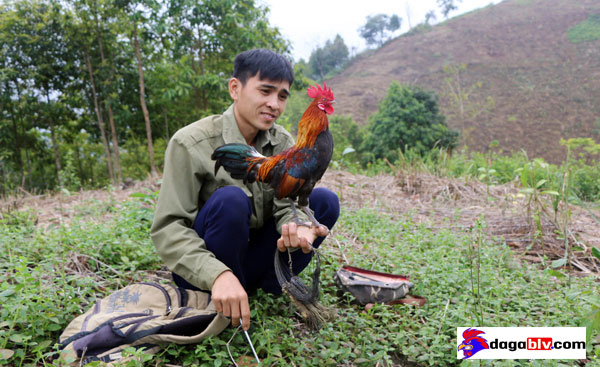 cách bẫy gà rừng
