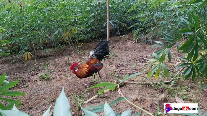 Cách đặt bẫy gà rừng