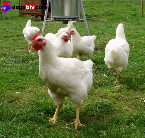 Gà Hubbard - Giống Gà Mỹ Siêu Thịt Được Ưa Thích Nhất 3 Gà Hubbard - Giống Gà Mỹ Siêu Thịt Được Ưa Thích Nhất Hướng phát triển của giống gà Hubbard ở nước ta