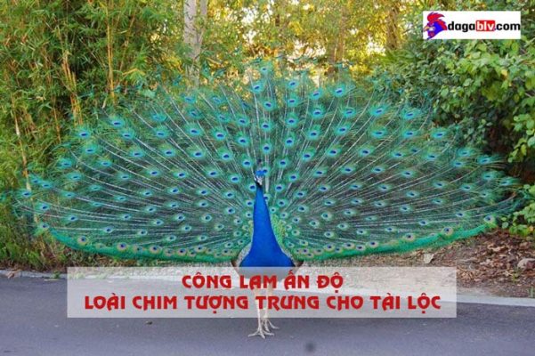 công lam ấn độ