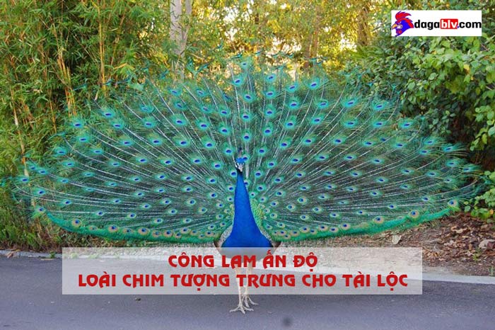 Công lam Ấn Độ - Quốc điểu đẹp nhất thế giới của Ấn Độ 1 Công lam Ấn Độ - Quốc điểu đẹp nhất thế giới của Ấn Độ công lam ấn độ
