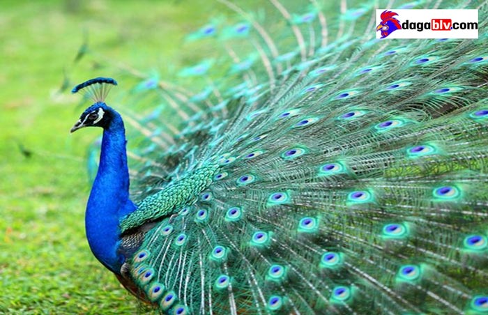 Công lam Ấn Độ - Quốc điểu đẹp nhất thế giới của Ấn Độ 5 Công lam Ấn Độ - Quốc điểu đẹp nhất thế giới của Ấn Độ Lợi ích của con công