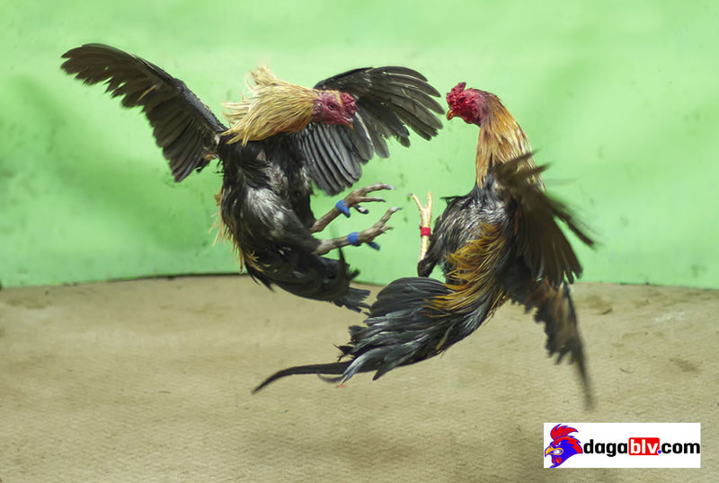 đá gà blv đá gà cựa dao