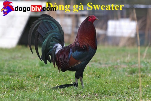 Gà Sweater