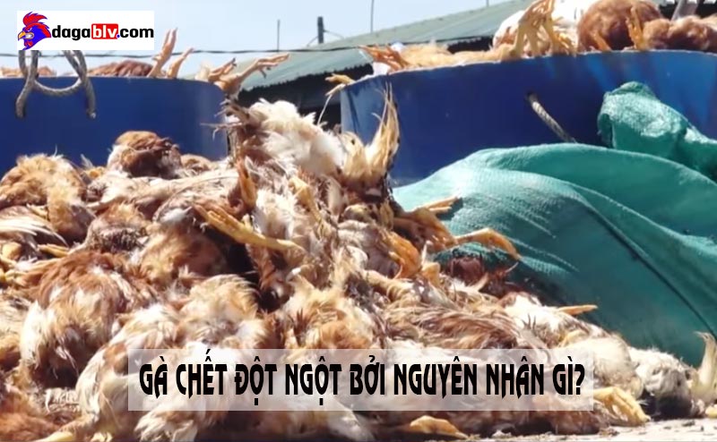 gà chết đột ngột