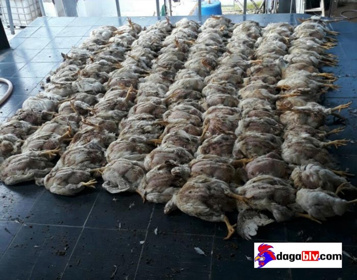 Nguyên nhân gà chết đột ngột