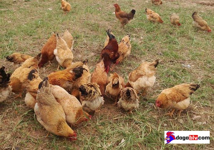 phòng chống bệnh gà chết do thời tiết