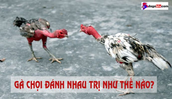 gà chọi đánh nhau