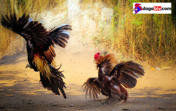 Gà chọi đánh nhau vì nguyên nhân gì? Cách hạn chế đánh nhau giữa gà chọi 2 Gà chọi đánh nhau vì nguyên nhân gì? Cách hạn chế đánh nhau giữa gà chọi Cách trị gà con đánh nhau