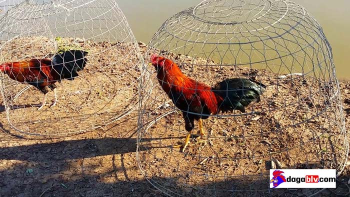 Gà chọi đánh nhau vì nguyên nhân gì? Cách hạn chế đánh nhau giữa gà chọi 3 Gà chọi đánh nhau vì nguyên nhân gì? Cách hạn chế đánh nhau giữa gà chọi đá gà đòn hay nhất