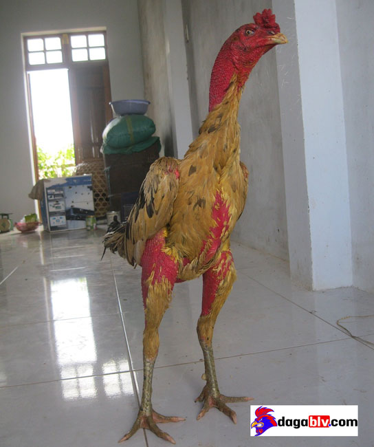 Gà Chọi Phú Yên - TOP Gà Chọi Nổi Tiếng Miền Trung Được Săn Tìm 3 Gà Chọi Phú Yên - TOP Gà Chọi Nổi Tiếng Miền Trung Được Săn Tìm mua bán gà chọi phú yên