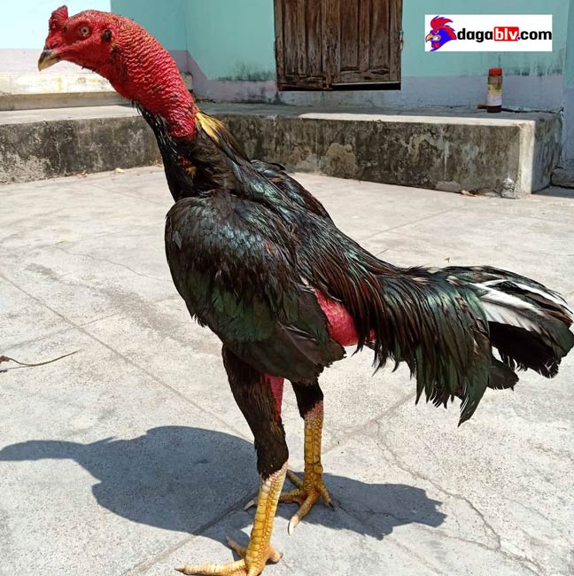 Gà Chọi Phú Yên - TOP Gà Chọi Nổi Tiếng Miền Trung Được Săn Tìm 2 Gà Chọi Phú Yên - TOP Gà Chọi Nổi Tiếng Miền Trung Được Săn Tìm Đặc điểm Gà đòn Phú Yên