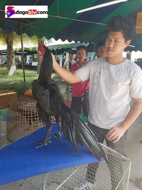 Trực tiếp đá gà Thái Lan Trực tiếp đá gà Thái Lan