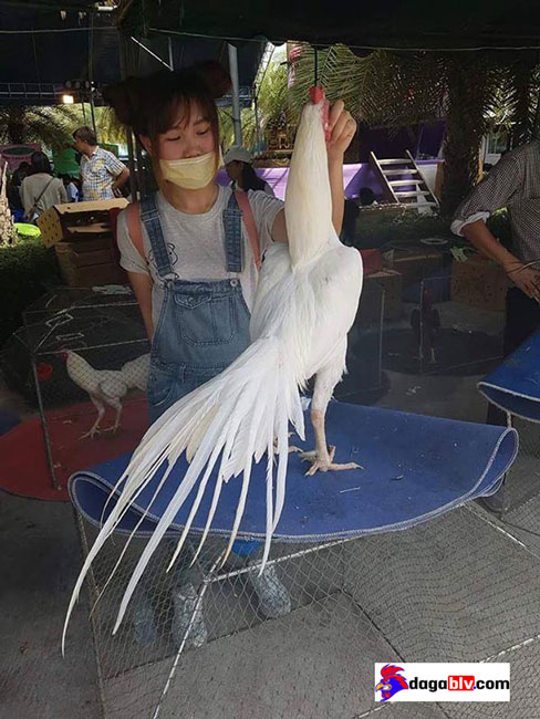 Nữ sư kê bên một chú gà chọi Thái Lan Gà chọi Thái Lan hay nhất hiện nay