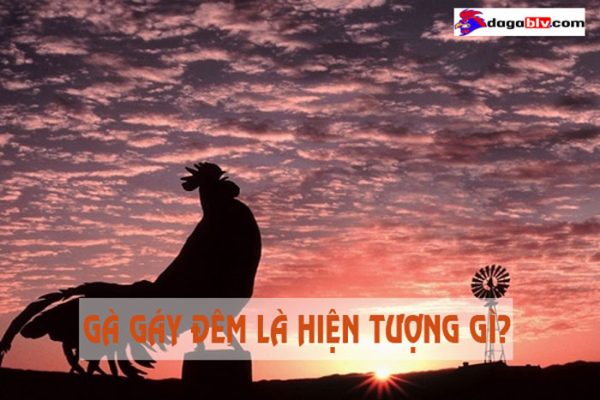 gà gáy đêm