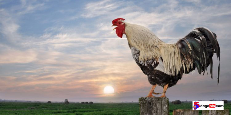 Gà gáy vào ban đêm nghĩa là gì